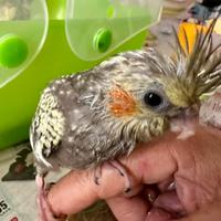 Calopsite allevati a mano