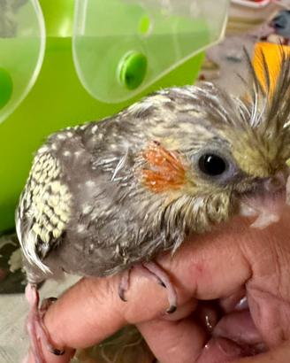 Calopsite allevati a mano