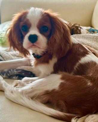 Cavalier King maschio