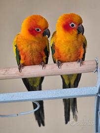 Simba & Bimba (Conuri del sole)