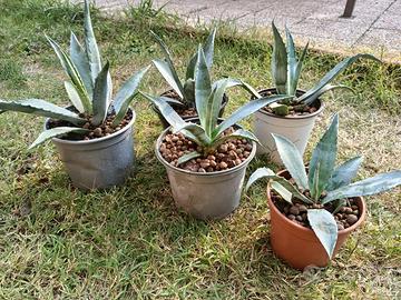 Piante di Agave 
