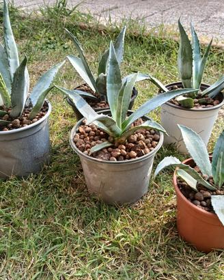 Piante di Agave 