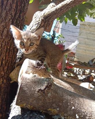 Simpatici gattini di circa due mesi