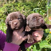 Labrador Chocolate