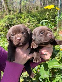 Labrador Chocolate