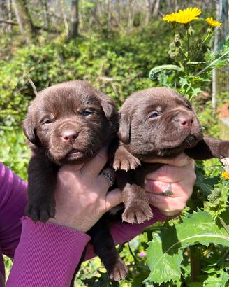 Labrador Chocolate