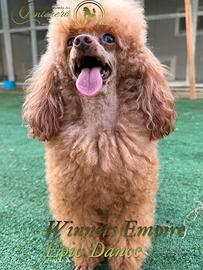 Barboncino toy 1,4 kg