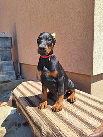 Dobermann