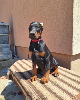 Dobermann
