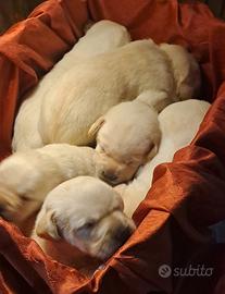 8 Cuccioli di Labrador