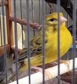 Maschio Agata giallo intenso 2025