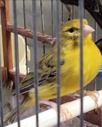 Maschio Agata giallo intenso 2025