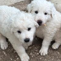 Cuccioli pastore abruzzese