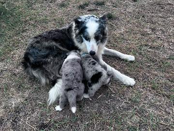 Cuccioli di border collie