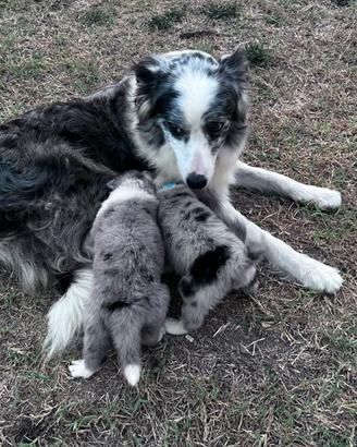 Cuccioli di border collie
