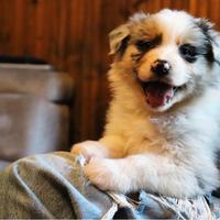 Australian Shepherd