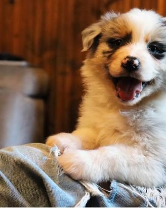 Australian Shepherd