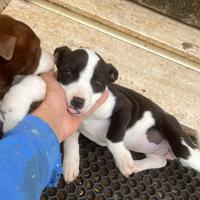 Cucciola di pitbull