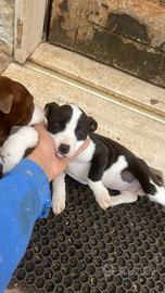 Cucciola di pitbull