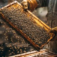 Nuclei api ligustica 2026 su 5 telaini