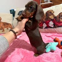 Bassotto tedesco nano kaninchen pedigree ENCI