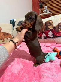 Bassotto tedesco nano kaninchen pedigree ENCI