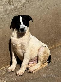 Olly 3 mesi taglia media socievole