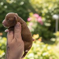 Cucciolo barboncino minitoy