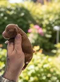 Cucciolo barboncino minitoy