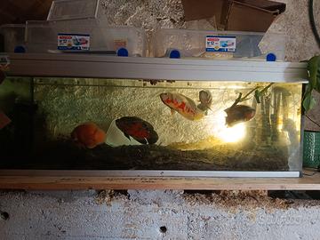 Acquario  con astronotus ocelatus oscar