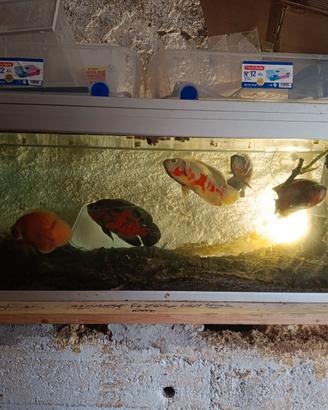 Acquario  con astronotus ocelatus oscar