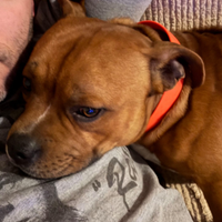 Staffordshire bull terrier