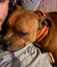 Staffordshire bull terrier