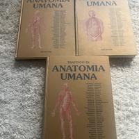 Anastasi Anatomia