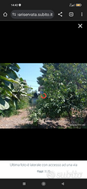 Terreno edificabile coltivati a berganotto