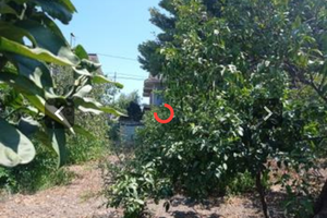 Terreno edificabile coltivati a berganotto