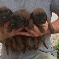 Bayerischer Gebirgsschweisshund( segugio bavarese