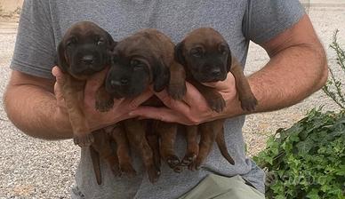 Bayerischer Gebirgsschweisshund( segugio bavarese