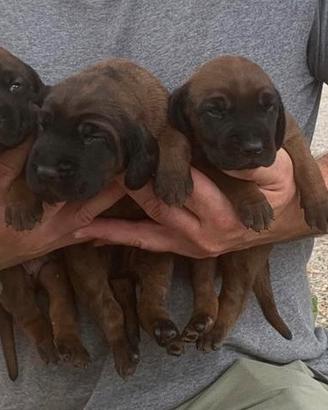 Bayerischer Gebirgsschweisshund( segugio bavarese