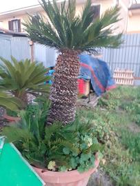 Pianta Cycas e palma