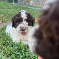 Cuccioli di Lagotto