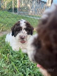 Cuccioli di Lagotto