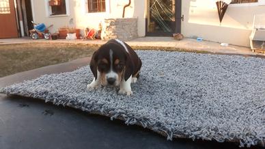 Beagle tricolore cuccioli
