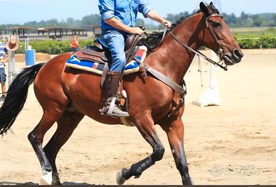Cavalla trotter montabile