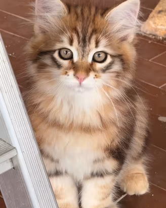 Disponibile un gattino siberiano con pedigree