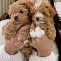 MALTIPOO - MALTIPO SUPER CUCCIOLATA - pag rateale