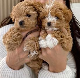MALTIPOO - MALTIPO SUPER CUCCIOLATA - pag rateale