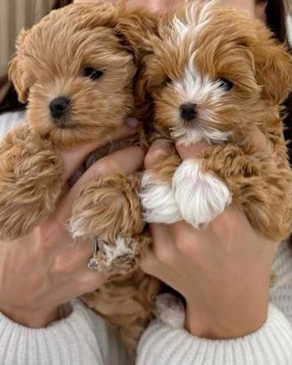 MALTIPOO - MALTIPO SUPER CUCCIOLATA - pag rateale