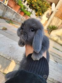 Coniglio ariete nano blu di vienna