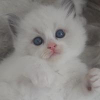 Cuccioli ragdoll blue bicolor